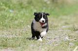 BORDER COLLIE 640